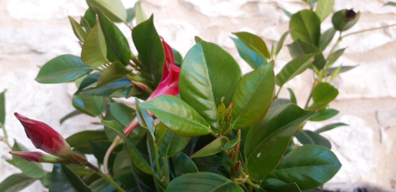 דירות אסיסי Il Cortile Di San Rufino מראה חיצוני תמונה